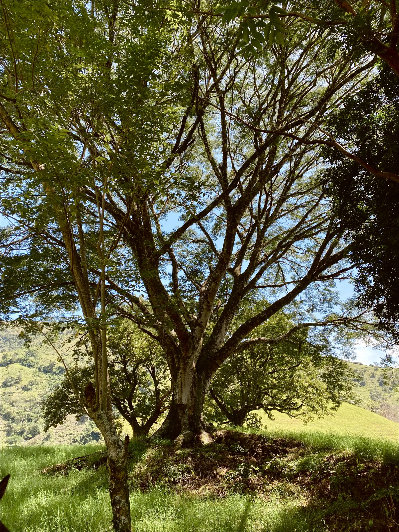 tree